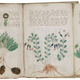 El códice Voynich. Wikimedia Commons